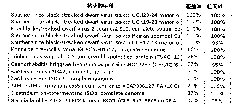 RT-PCR detection method of south rice black-streaked dwarf virus (SRBSDV)