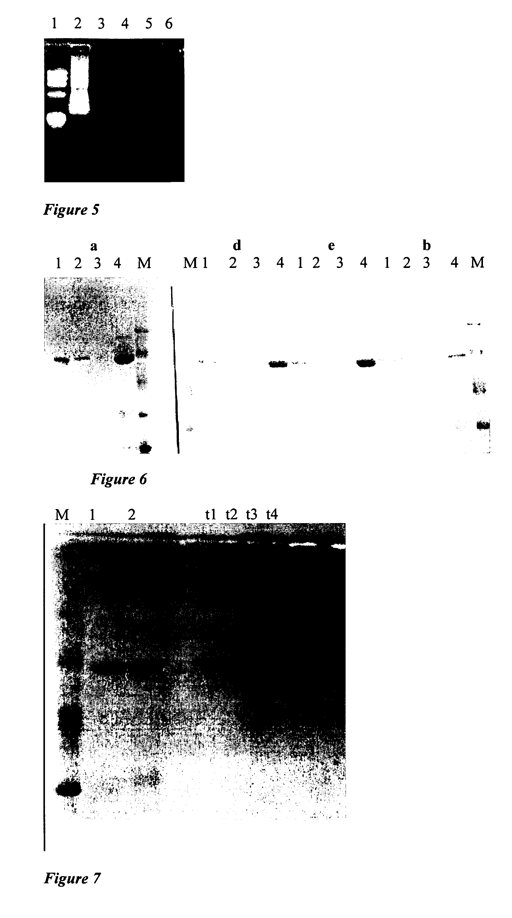 Methods for obtaining thermostable enzymes, DNA polymerase I variants from Thermus aquaticus having new catalytic activities, methods for obtaining the same, and applications of the same