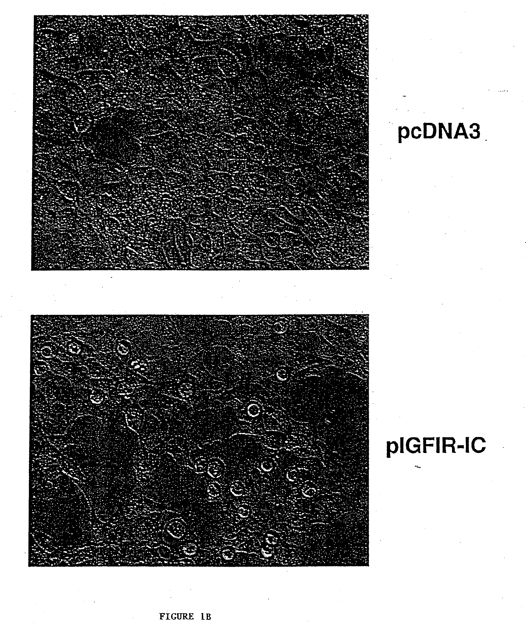 Nonapoptotic forms of cell death and methods of modulation