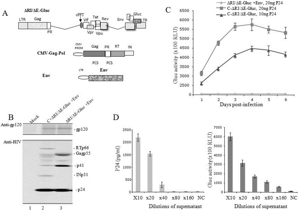 Single-circulation-copy AIDS virus-like particle and preparation method and application thereof