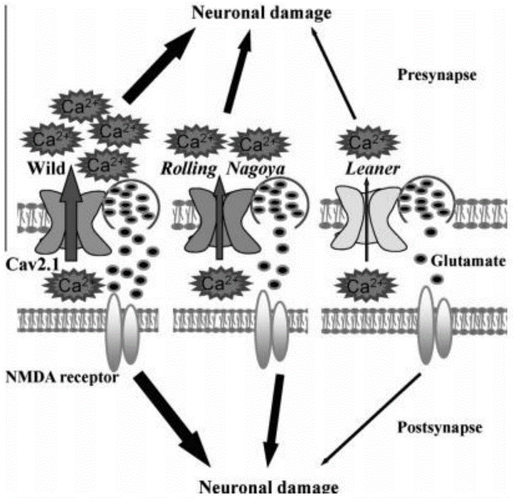 Influence of calcium ion increase rate reducing on cell death reducing with penumbral region neuron in CaV2.1 mutant mouse model