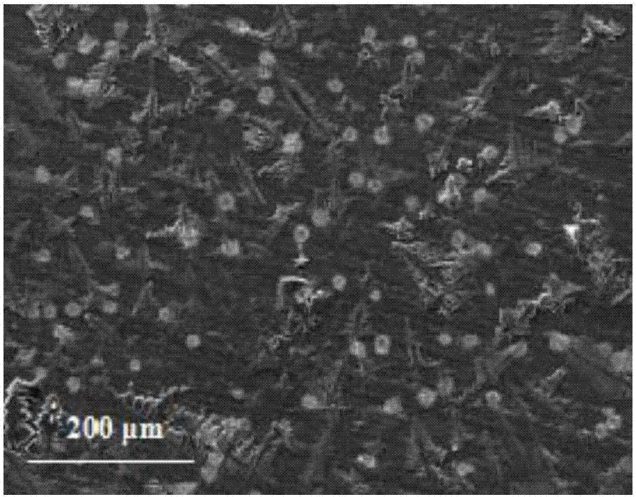 Method for enhancing escherichia coli resisting performance of polyethyleneimine