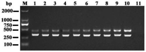 Multi-nano-PCR primer group for detecting bovine rotavirus (BRV), bovine parvovirus (BPV) and bovine viral diarrhea virus (BVDV) and application of multi-nano-PCR primer group