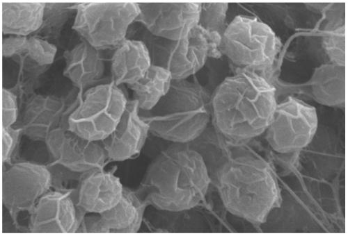 A method for culturing Schizochytrium and crude glycerin to produce oil by a strain of Schizochytrium