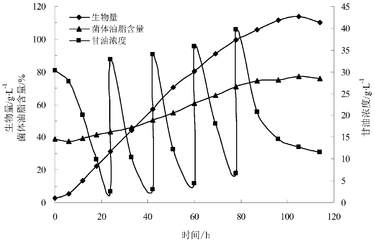 A method for culturing Schizochytrium and crude glycerin to produce oil by a strain of Schizochytrium