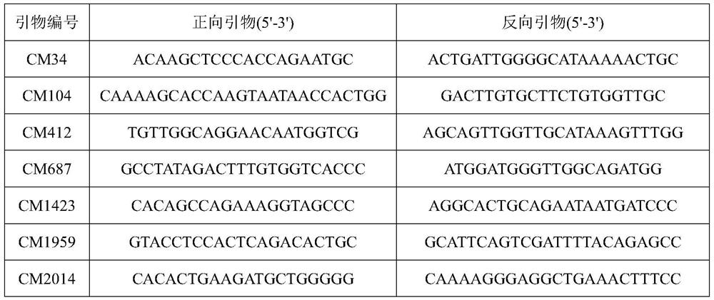 Microsatellite primer combination for identifying genetic relationship between eggs of Lophophorus lhuysii in same bird house and application