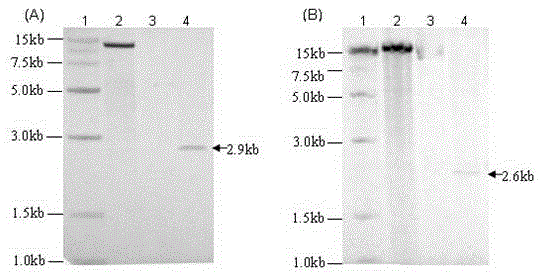 Transgenic soybean event B4J8049 exogenous inserted fragment flanking sequence and applications thereof