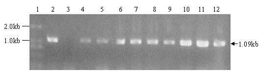 Transgenic soybean event B4J8049 exogenous inserted fragment flanking sequence and applications thereof