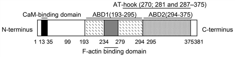 Application of ABRA in preparation of medicine for improving myocardial function of dilated cardiomyopathy