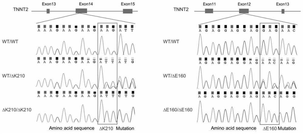 Application of ABRA in preparation of medicine for improving myocardial function of dilated cardiomyopathy