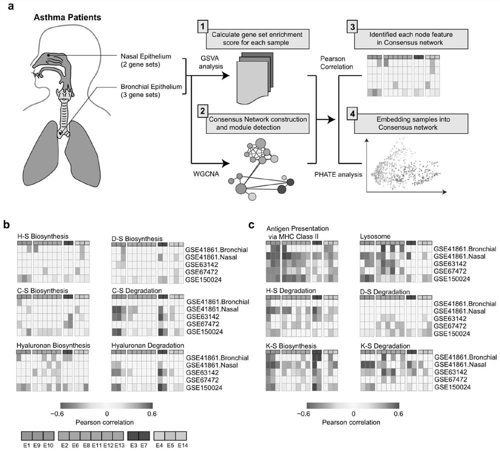 Application of SUMF2 gene in preparation of medicine for preventing and/or treating allergic asthma attack and reducing airway hyperresponsiveness