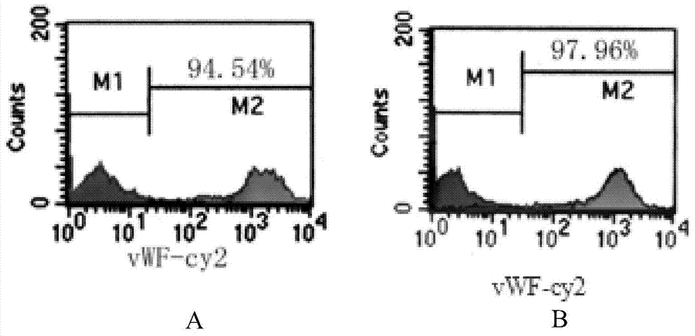 Separation culture method for endothelial progenitor cells and kit of method