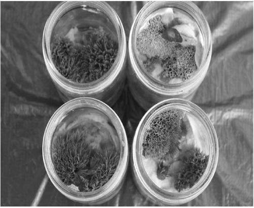 Method for cultivating inonotus hispidus by tremella mushroom bran