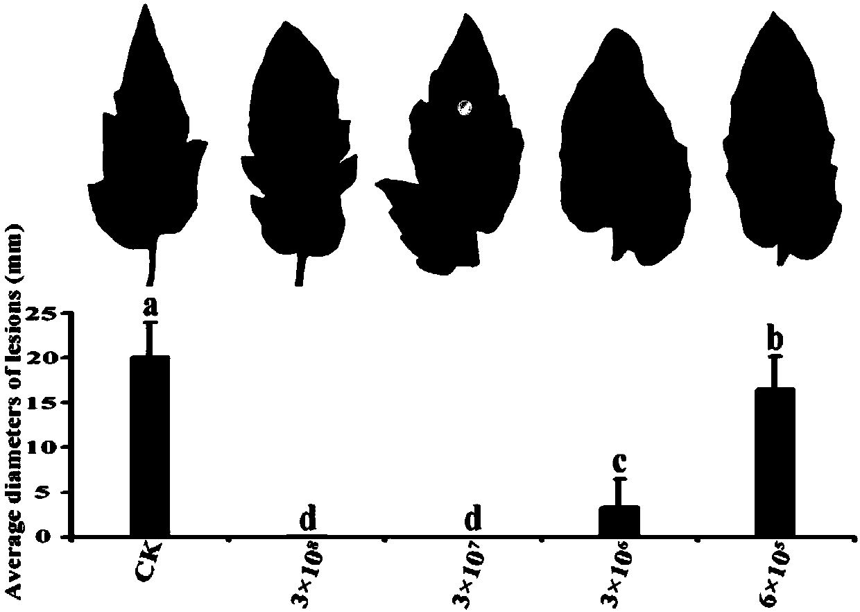 Biocontrol bacterium candida intermedia C410 for preventing and controlling gray mold and suspending agent and application thereof