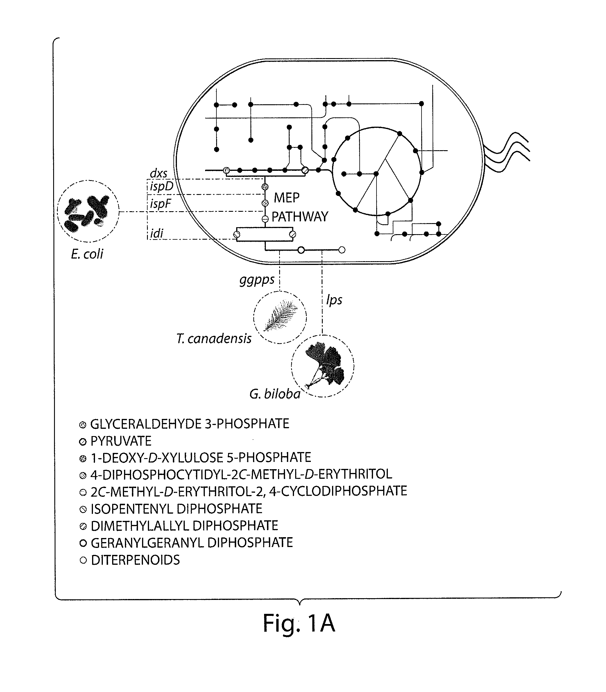 Methods for microbial production of terpenoids