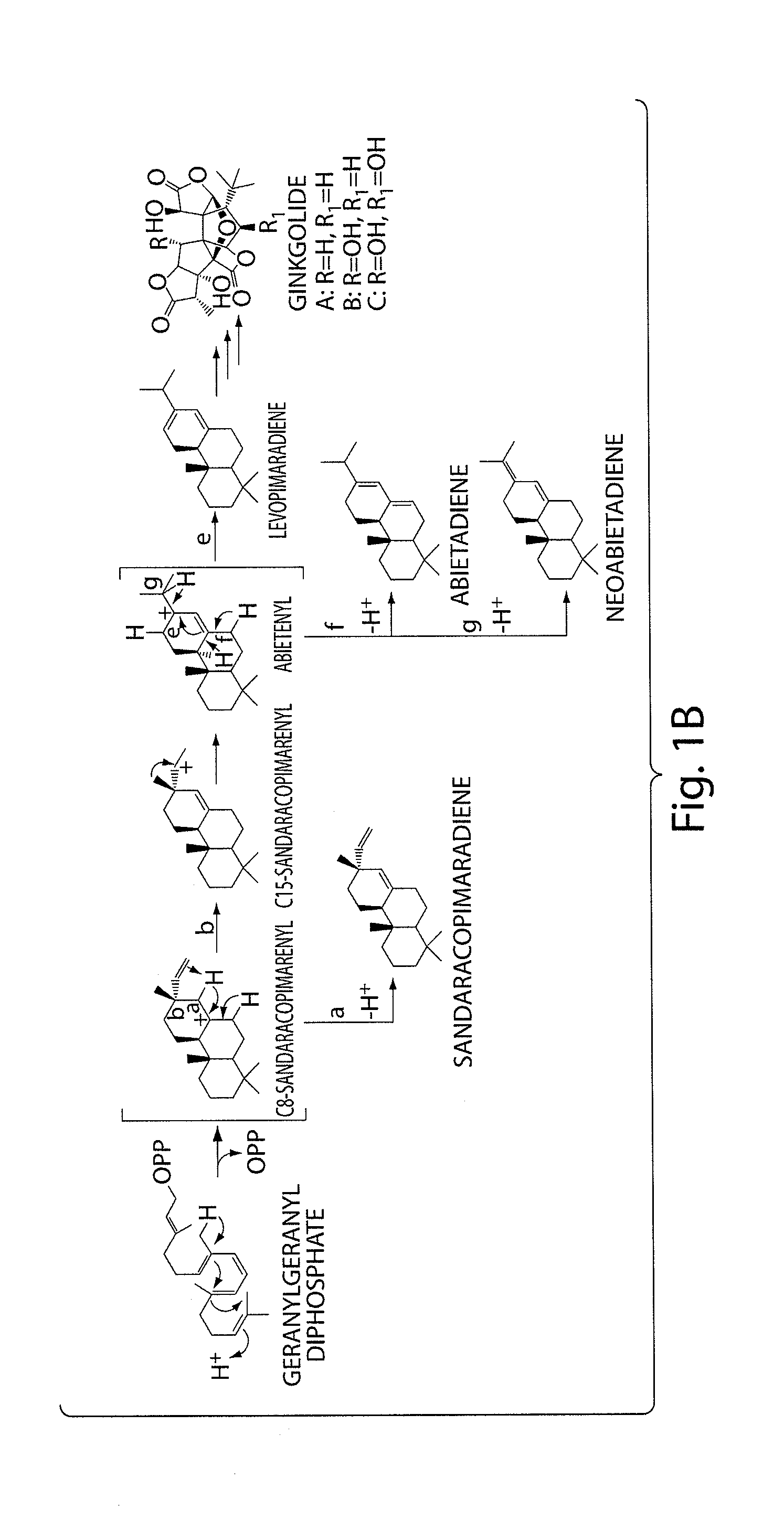 Methods for microbial production of terpenoids