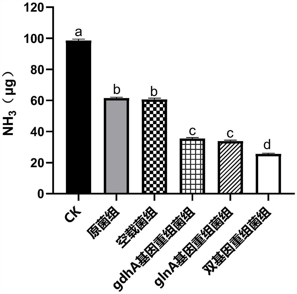 Yeast recombinant bacterium and application thereof in reducing production of ammonia gas in caecum of laying hens