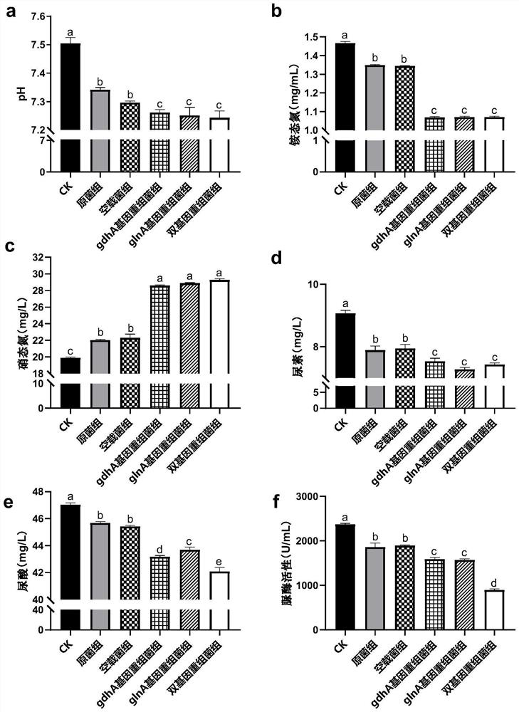 Yeast recombinant bacterium and application thereof in reducing production of ammonia gas in caecum of laying hens