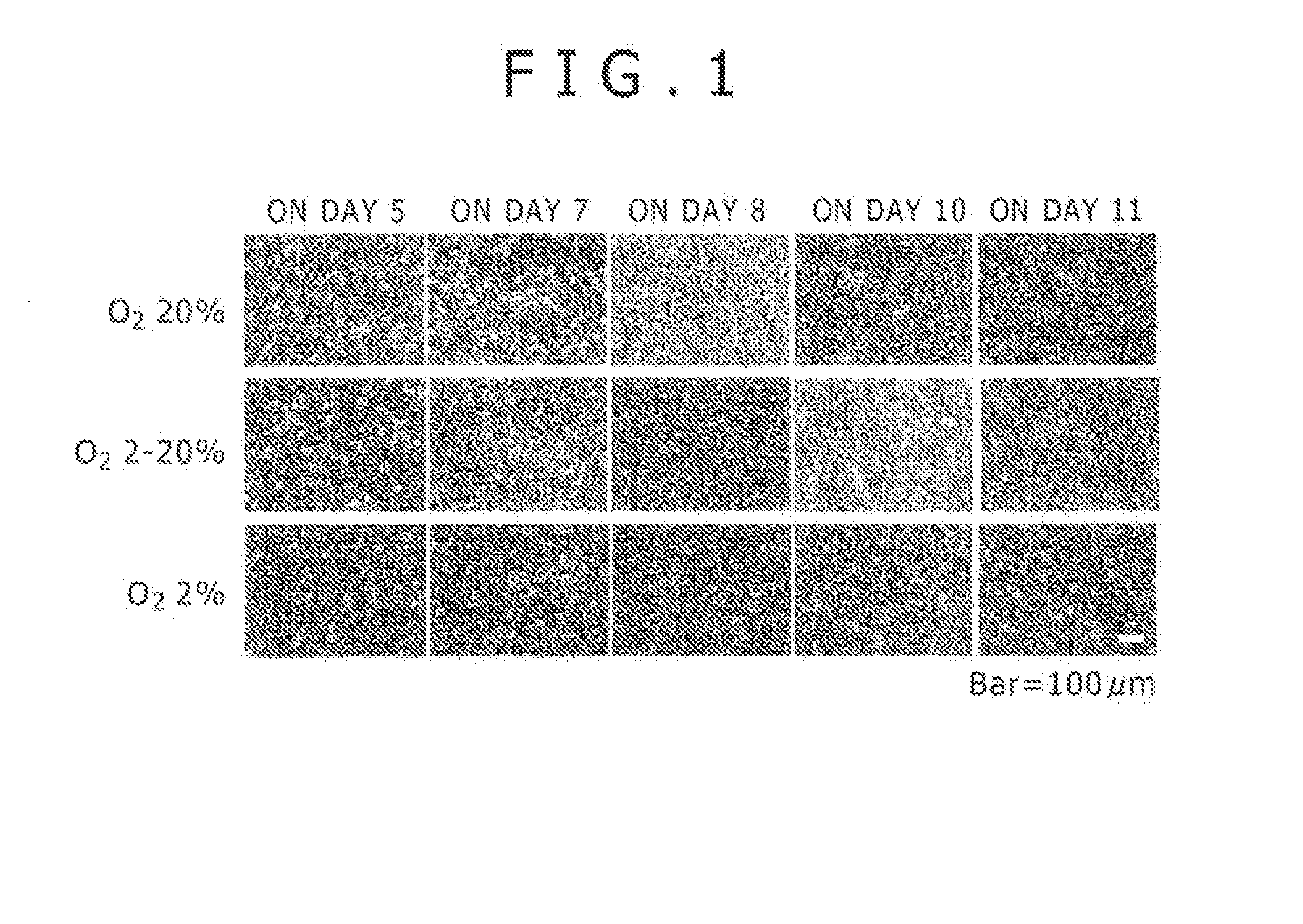 Cell Culture Device and Cell Culture Method
