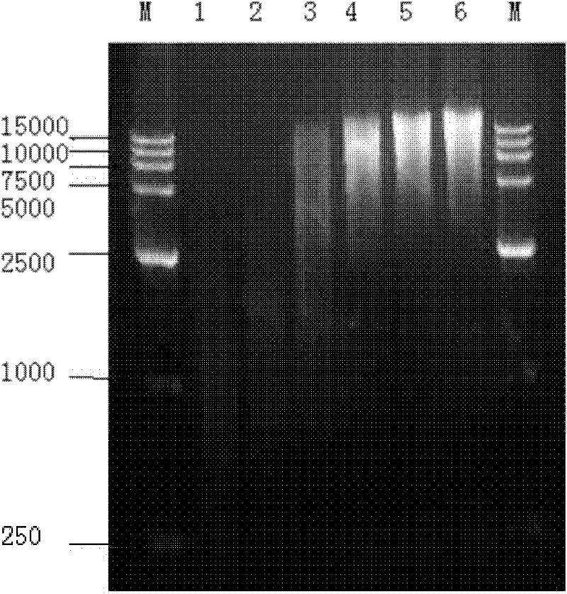 Method for constructing haemophilus parasuis genome library and screened immune protein