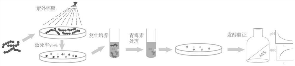 Method for breeding weak post-acidification streptococcus thermophilus strain