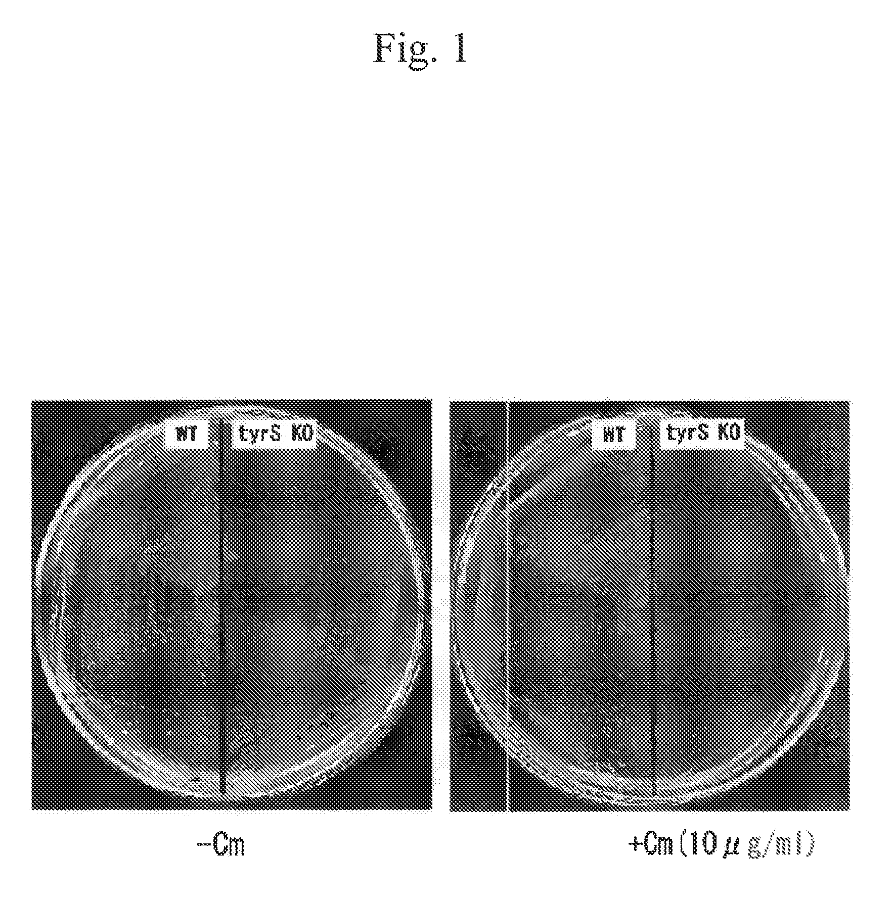 Method for production of protein having non-natural type amino acid integrated therein