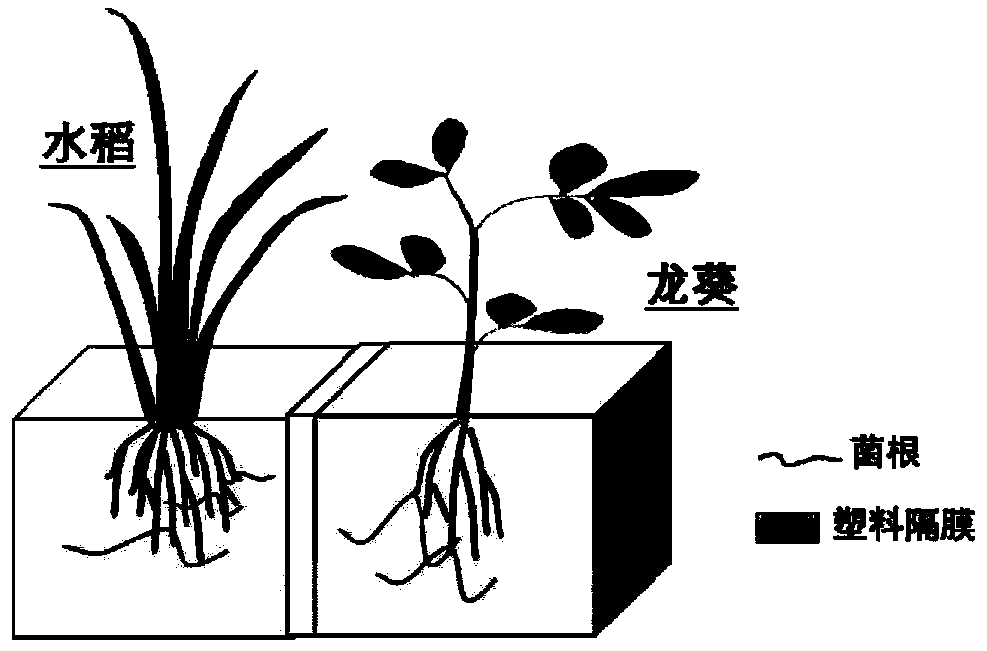 Method for repairing glomus mosseae-contaminated soil through combination of glomus mosseae and nightshade-rice intercropping system