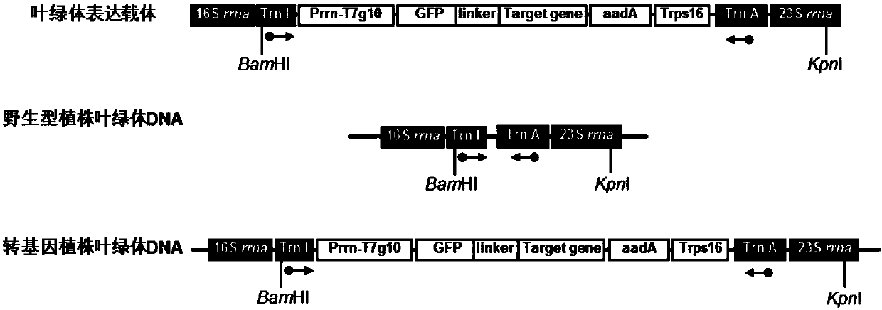 Chloroplast-expressed human epidermal growth factor (hEGF) protein and preparation method thereof