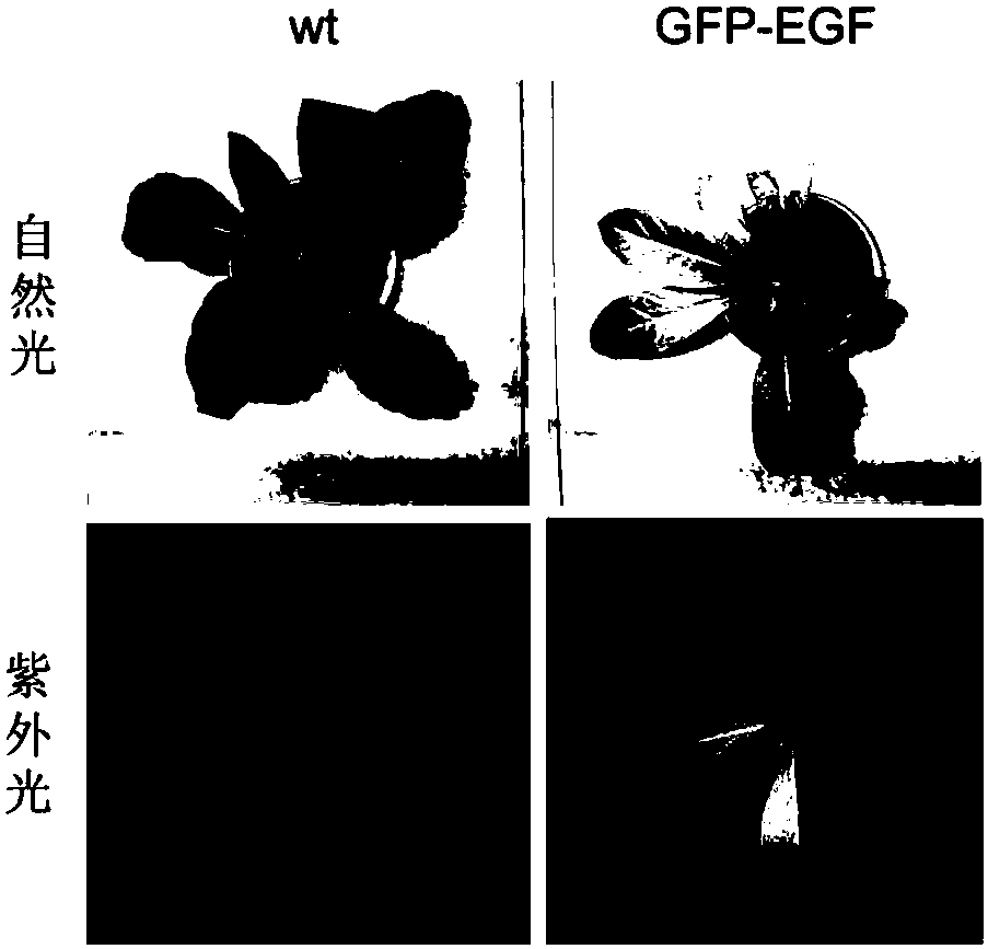 Chloroplast-expressed human epidermal growth factor (hEGF) protein and preparation method thereof