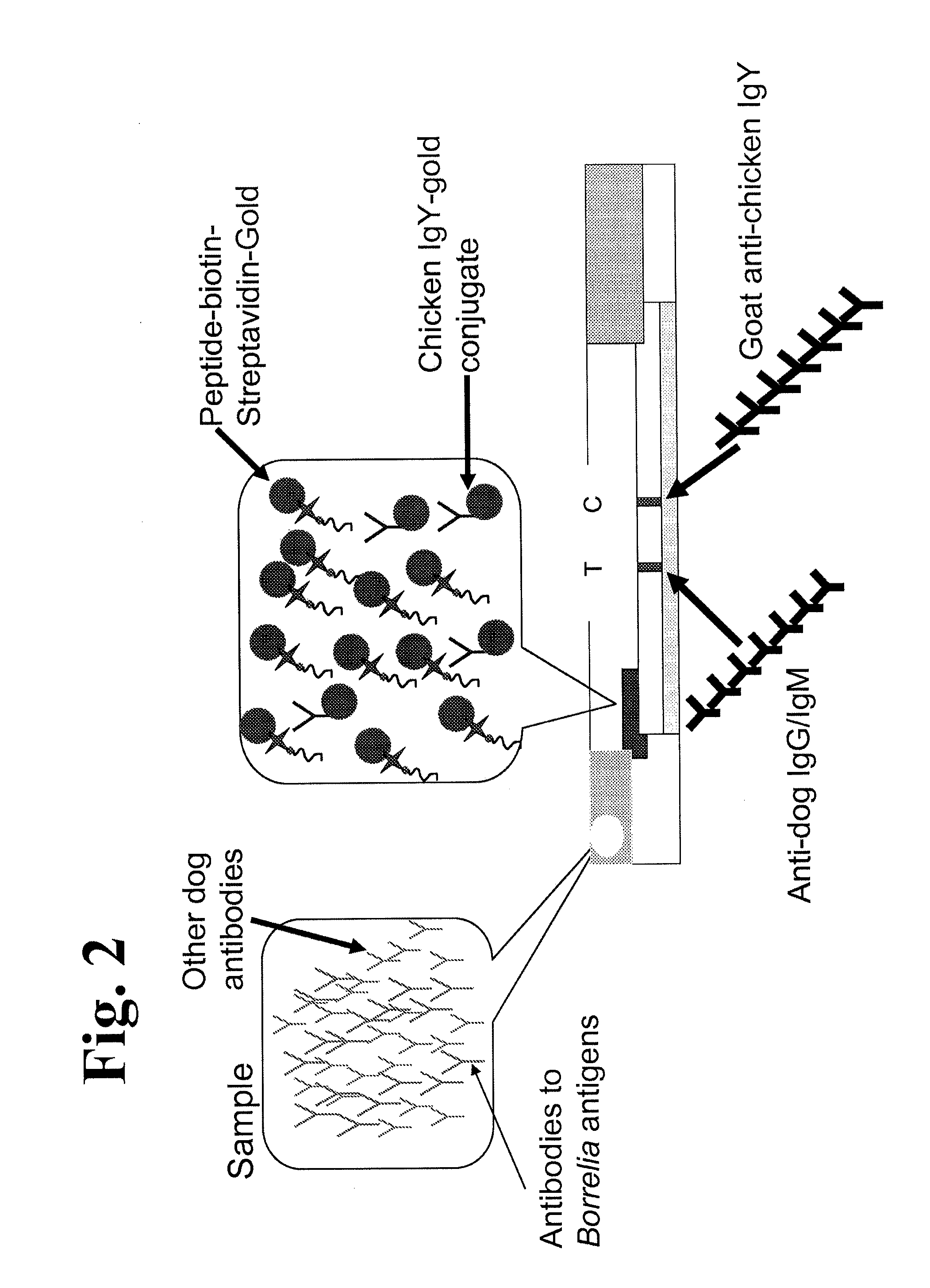 Peptides and methods for the detection of lyme disease antibodies