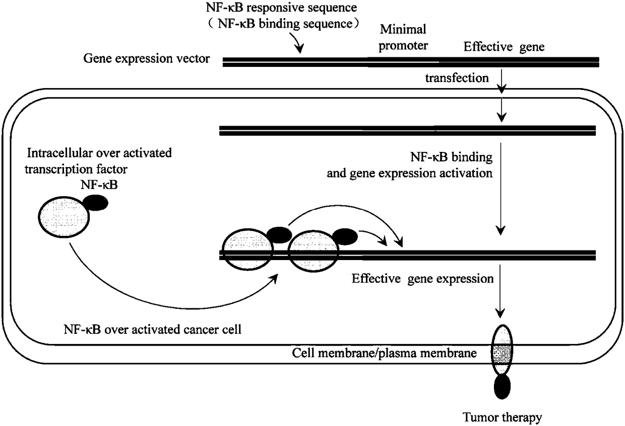 Cancer cell specific effect gene expression vector started by NF-KB and expression product and application thereof