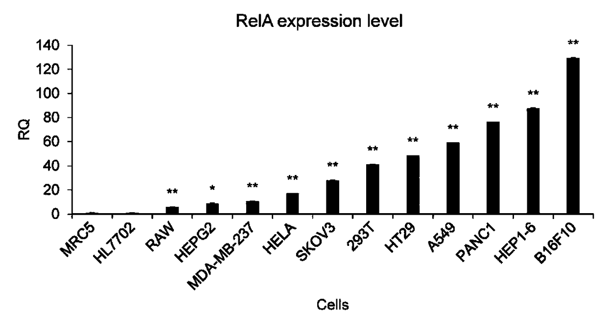 Cancer cell specific effect gene expression vector started by NF-KB and expression product and application thereof