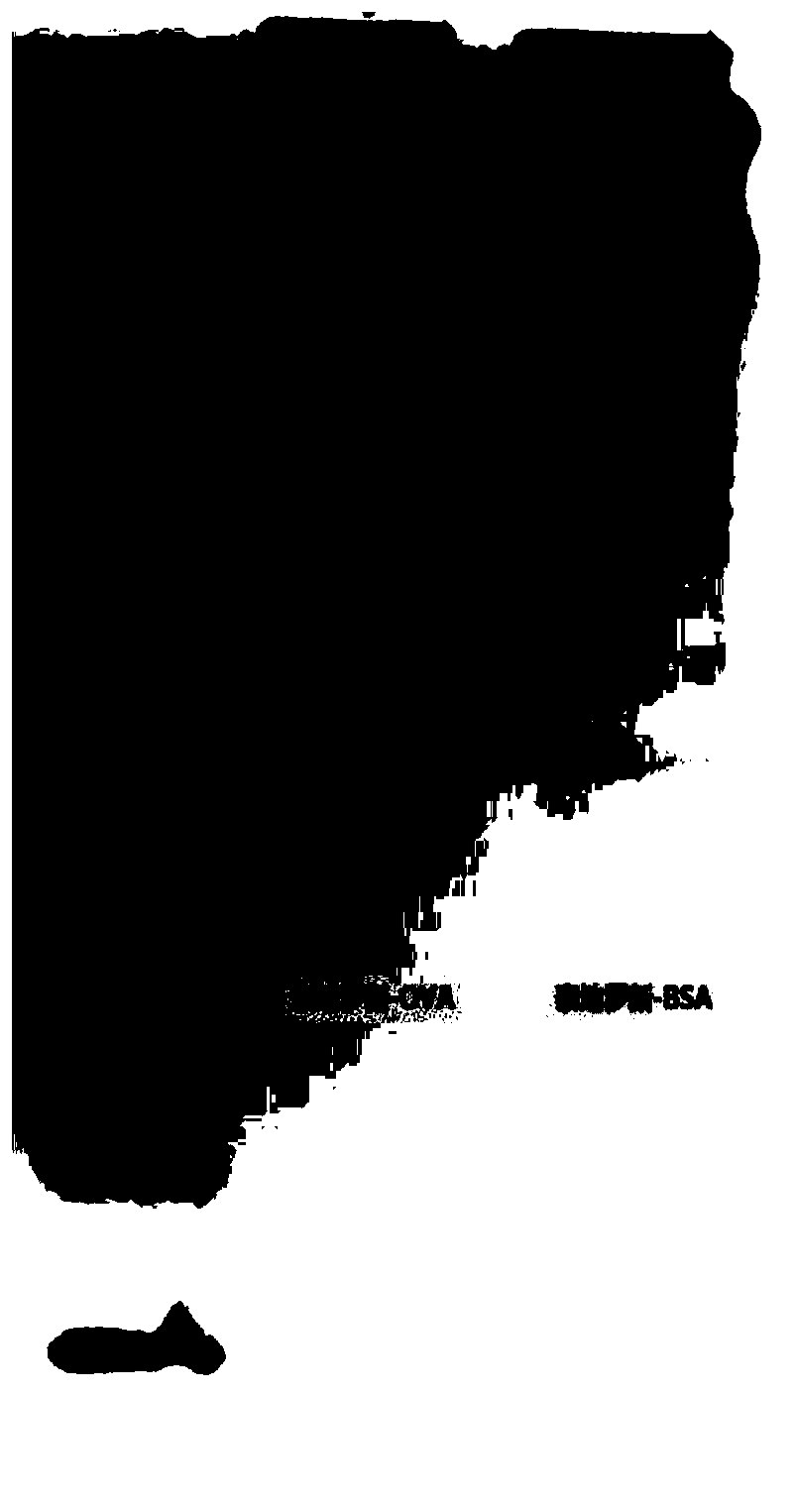 A kind of tedirosine hapten derivative and its preparation method and detection kit