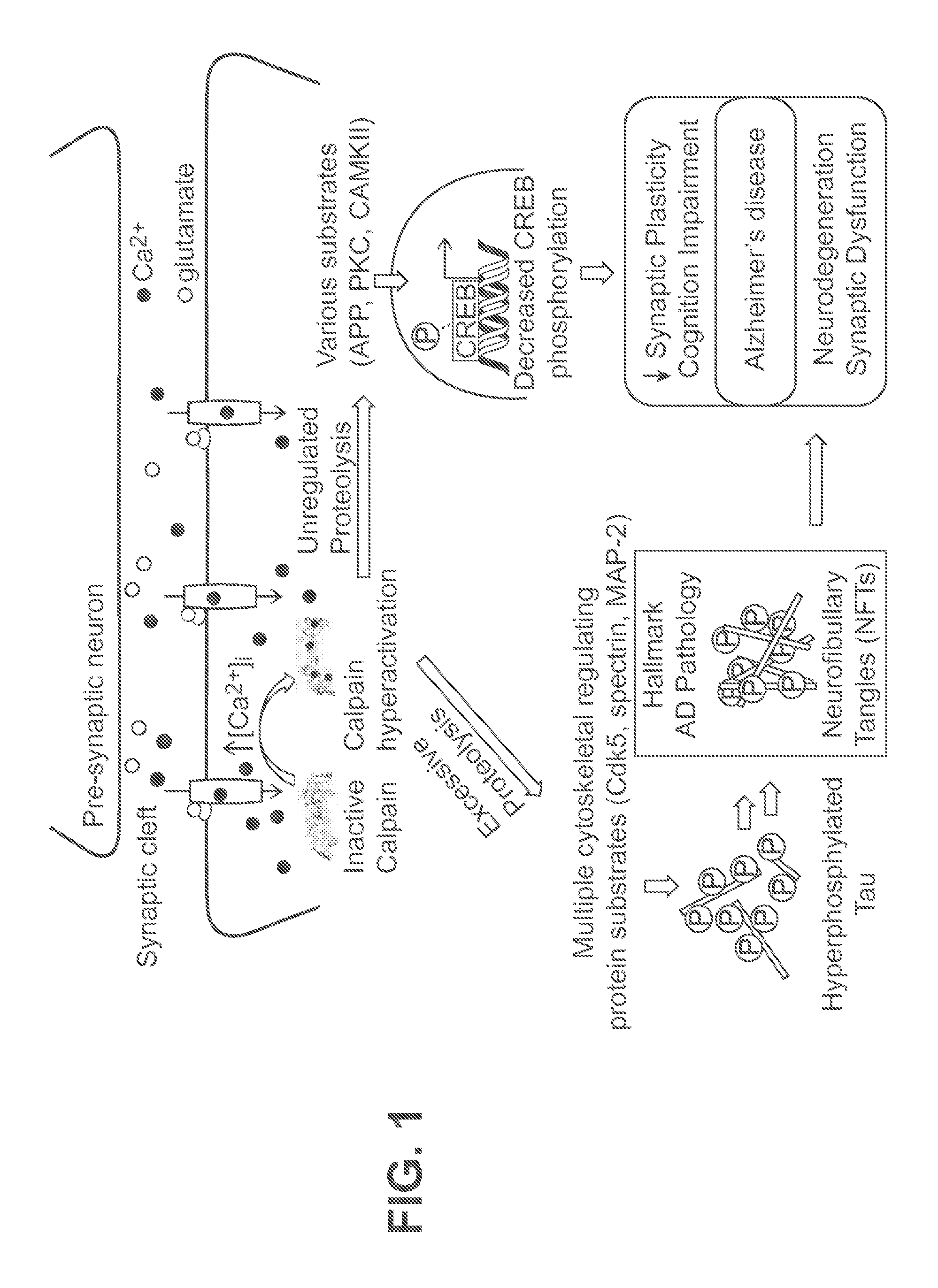 Cysteine protease inhibitors and uses thereof