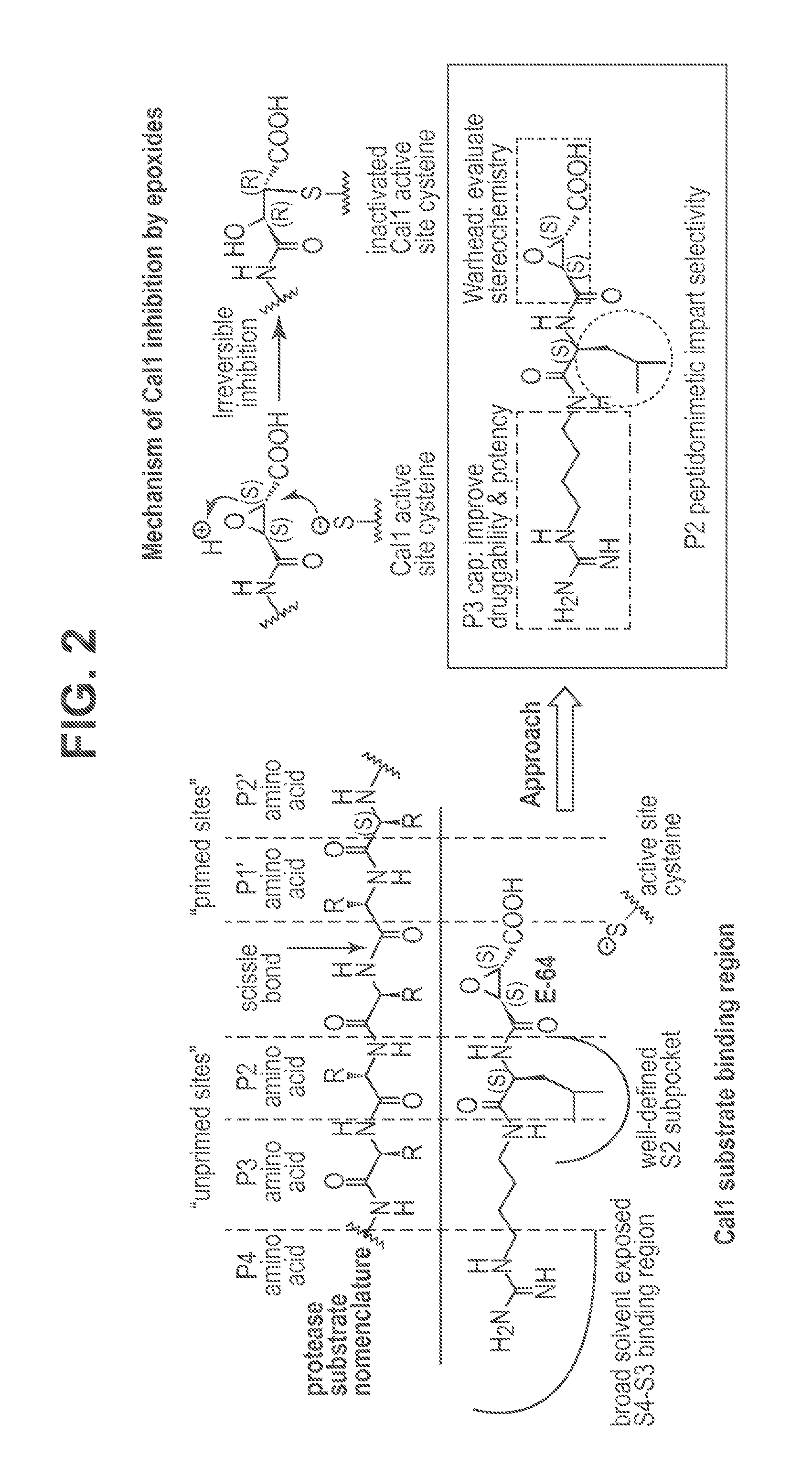 Cysteine protease inhibitors and uses thereof