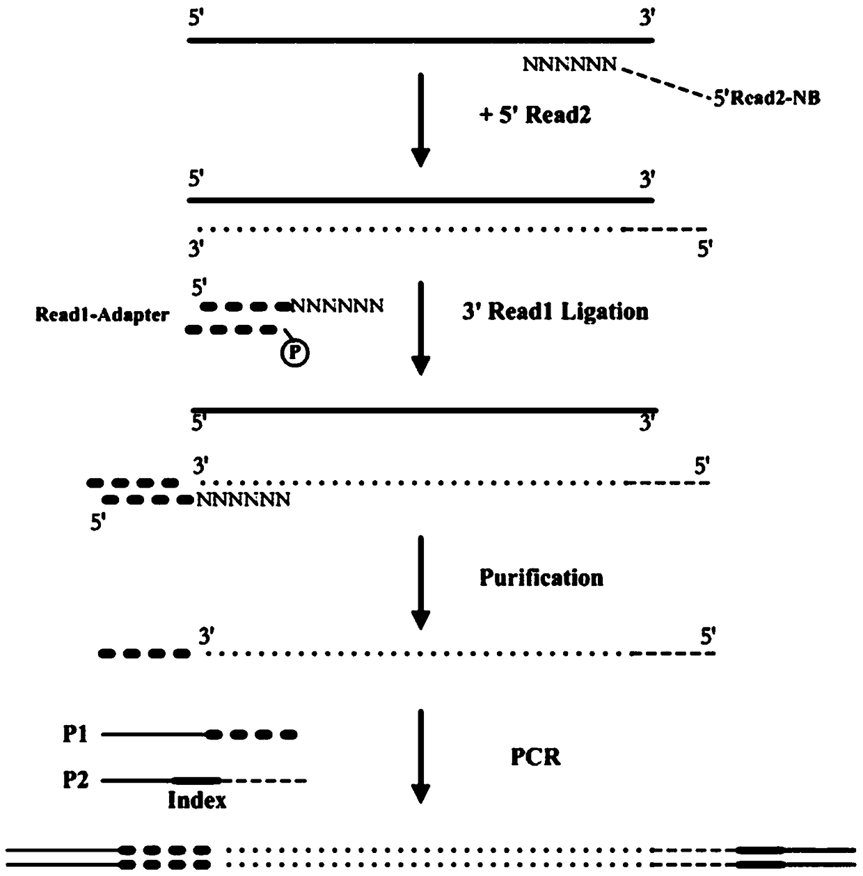 A DNA sequencing method and a next-generation sequencing library