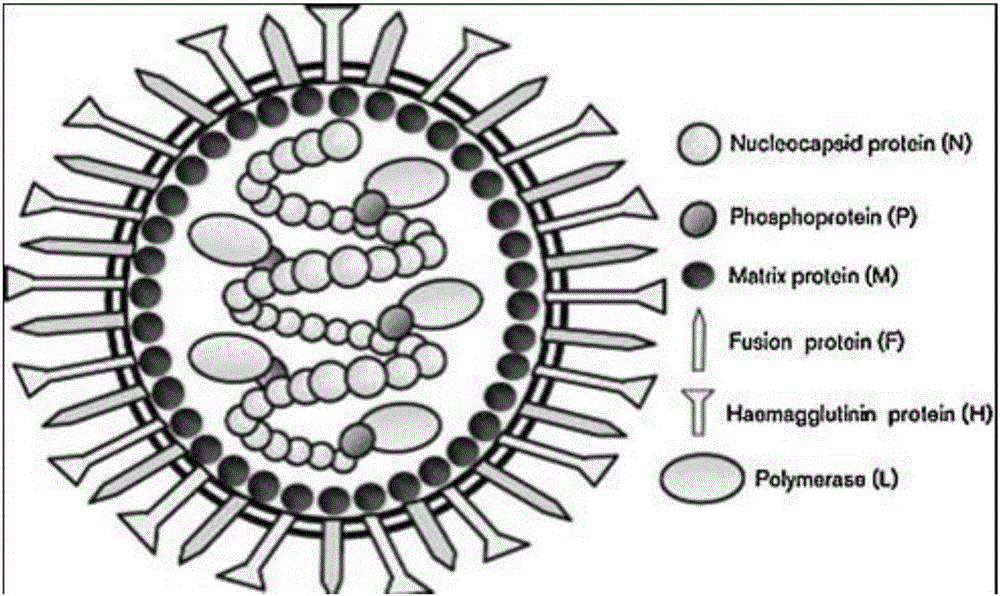 Recombinant peste des petits ruminants virus N protein and expression method and application thereof