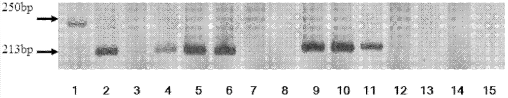 Receptor protein kinase gene and expression vector and application thereof