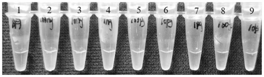 Rapid LAMP detection method for watermelon fusarium oxysporum