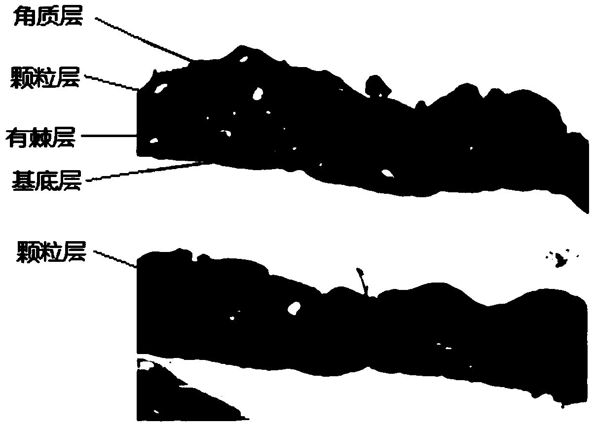 Method for culturing and obtaining tissue engineered epidermis and its application