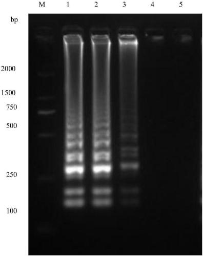 LAMP detection kit and detection primers for pathogenic bacteria of bacterial mumps of pelodiscus sinensis
