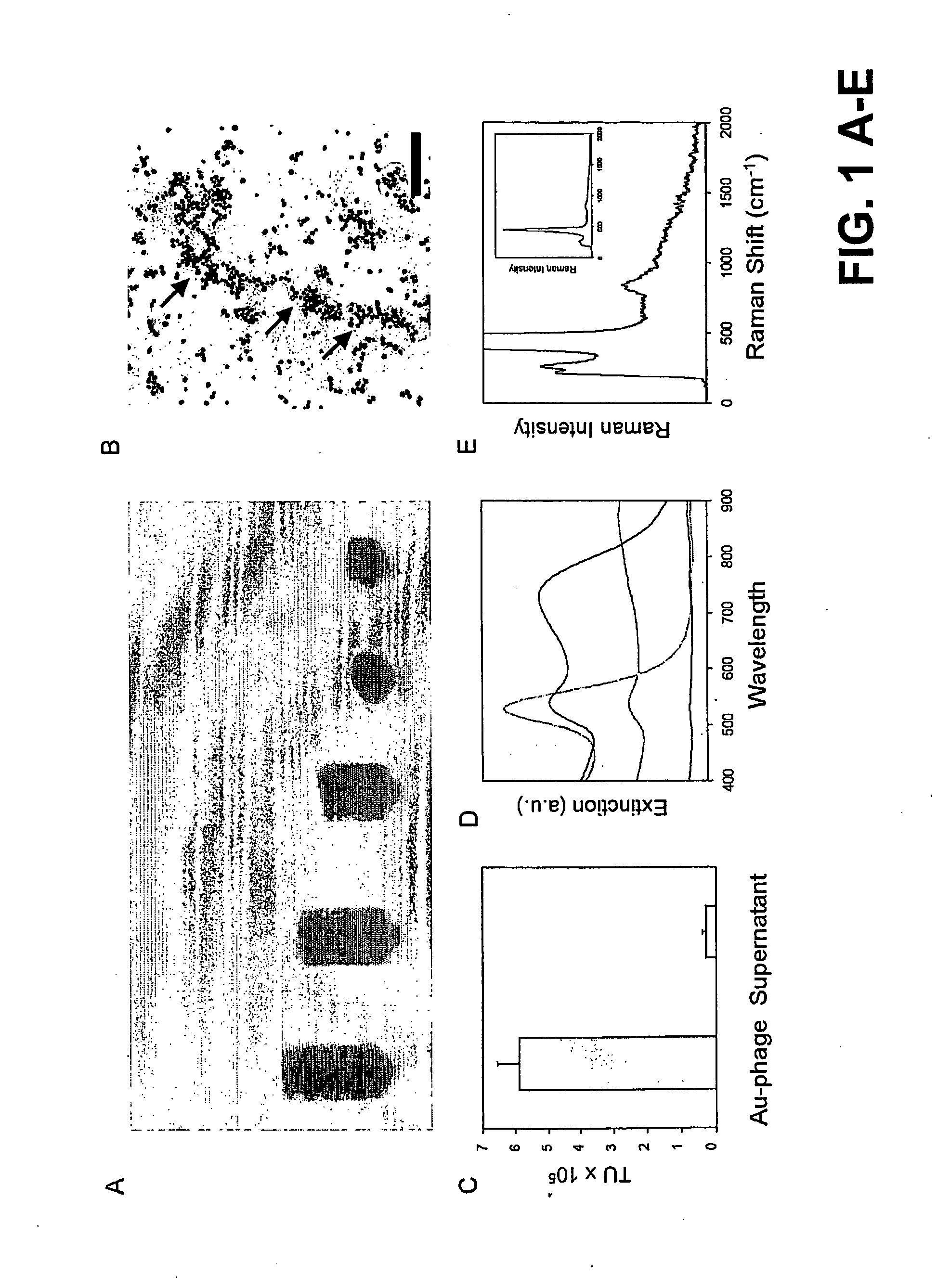 Methods and compositions related to phage-nanoparticle assemblies