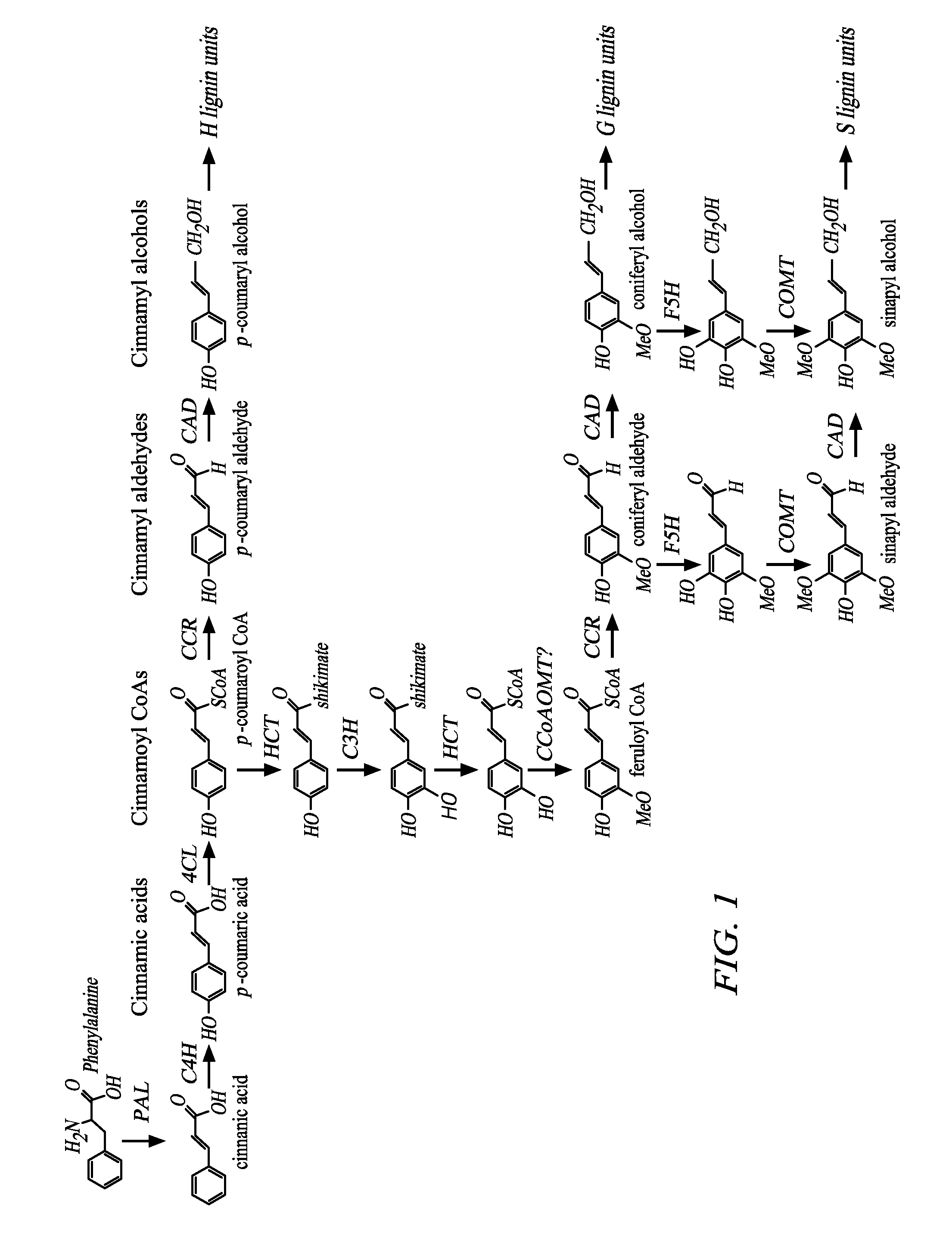 Biofuel production methods and compositions
