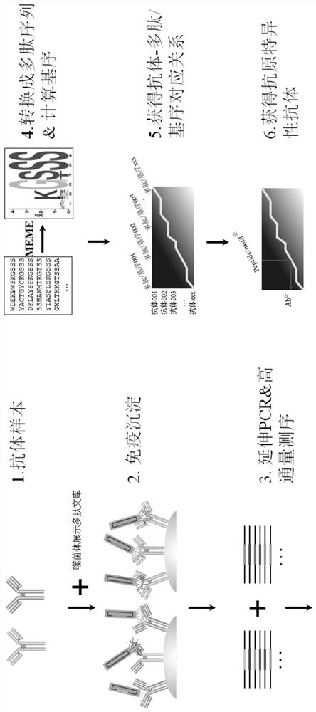 A method for rapidly obtaining antigen-specific antibodies