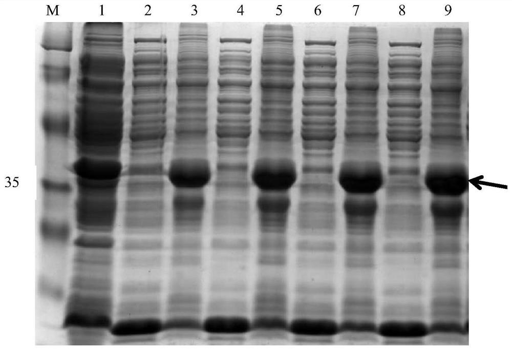 Vaccine to block transmission of echinococcosis pathogen Echinococcus granulosus at source