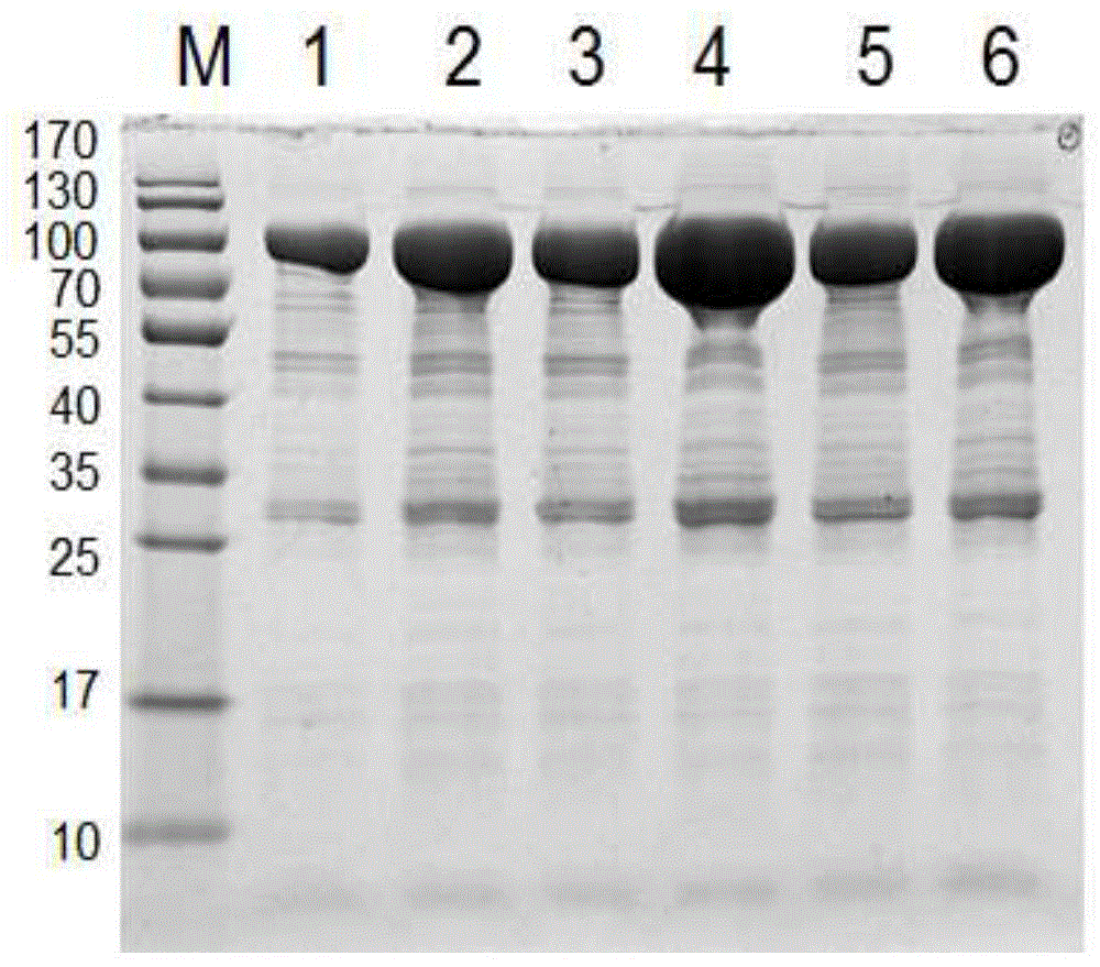 Acinetobacter baumannii zinc dependent oligopeptide A1S-1610 recombinant protein and preparation method and application thereof