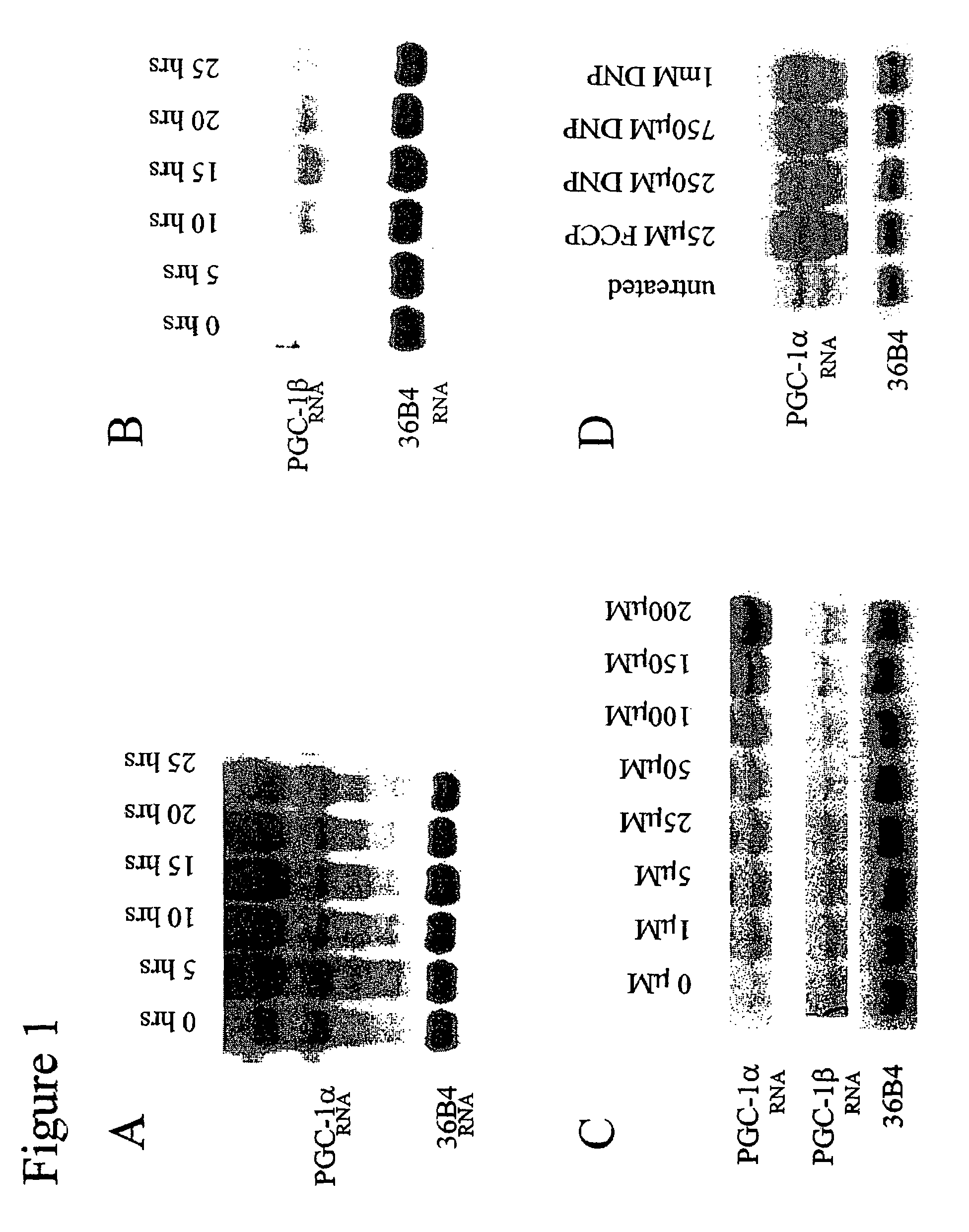 Methods and compositions for treating obesity