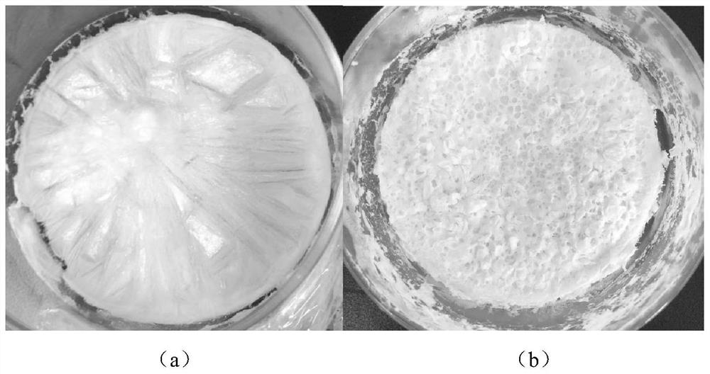 A tremella fungus strain and its application in the production of tremella polysaccharide