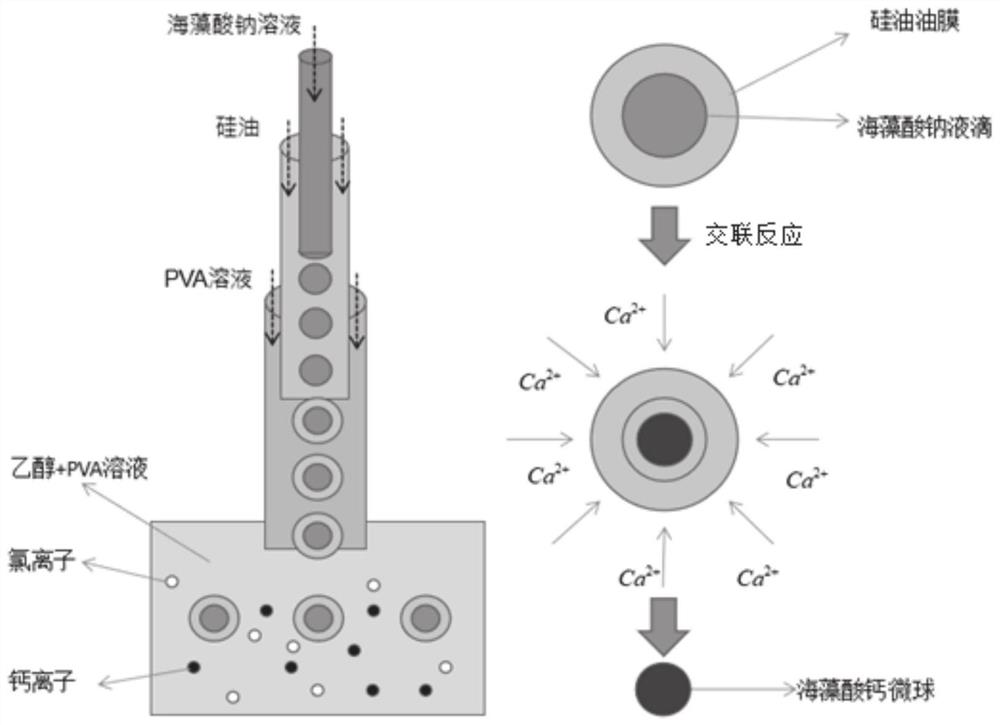 Device and method for preparing monodisperse calcium alginate microspheres and application
