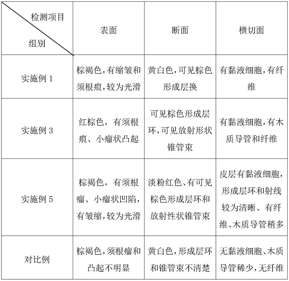 Bag-type cultivation method of Tetrastigma hemsleyanum in bamboo forest land